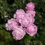 <em>Rosa Floribunda</em> Alexandra David-Neel 06/06/2025