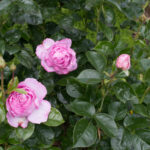 <em>Rosa Floribunda</em> Alexandra David-Neel 17/05/2026