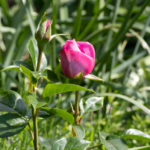 <em>Rosa Floribunda</em> Alexandra David-Neel 19/05/2023