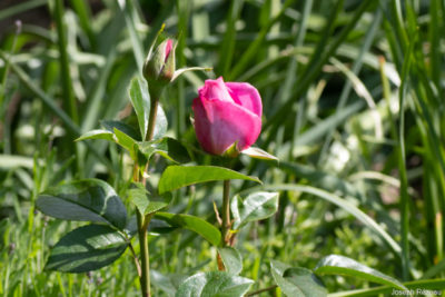 Première rose le 19 mai 2023