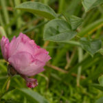 <em>Rosa Floribunda</em> Alexandra David-Neel 25/05/2024