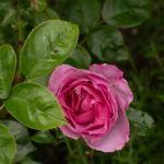 <em>Rosa Floribunda</em> Alexandra David-Neel 25/05/2024