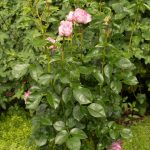 <em>Rosa Floribunda</em> Alexandra David-Neel 26/05/2025