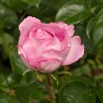 <em>Rosa Floribunda</em> Alexandra David-Neel 26/05/2025