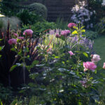 <em>Rosa Floribunda</em> Alexandra David-Neel 26/05/2026