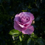<em>Rosa Floribunda</em> Alexandra David-Neel 26/05/2026