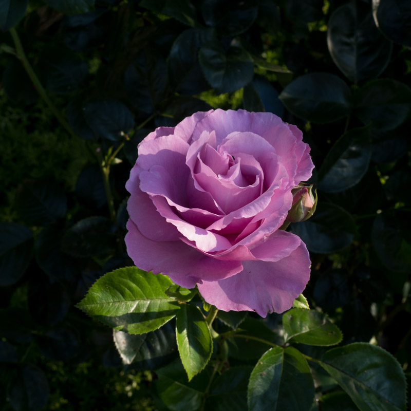 fleur de fin mai 2026