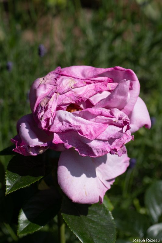 Rose fanée moche