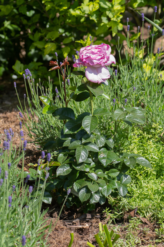 Rose fanée moche