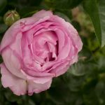 <em>Rosa Floribunda</em> Alexandra David-Neel 28/05/2025