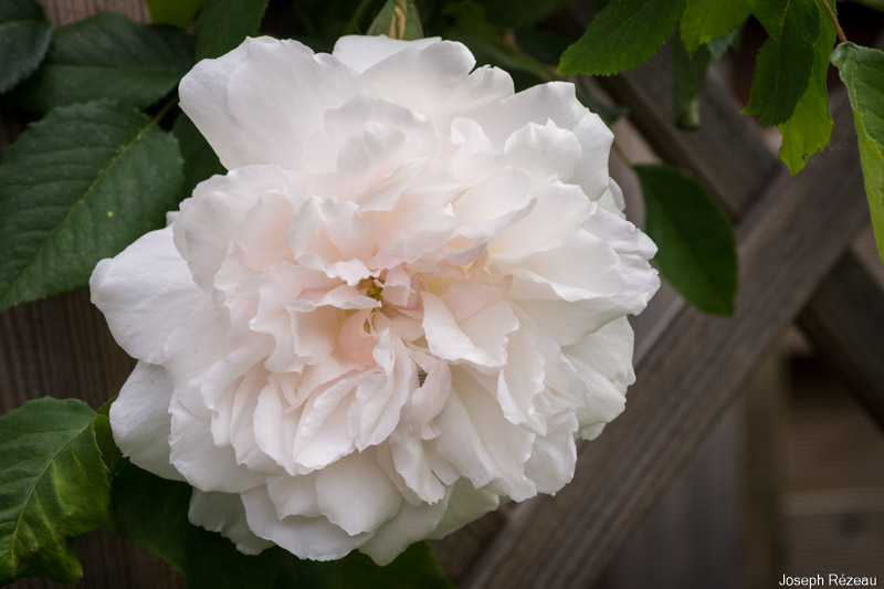 First flower of the season. I like its dishevelled, unpretentious look---and lovely scent!