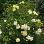 <em>Rosa</em> 'Noason' 'Celina' 11/06/2015