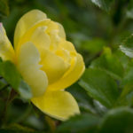 <em>Rosa</em> 'Noason' 'Celina' 16/05/2019
