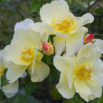 <em>Rosa</em> 'Noason' 'Celina' 17/08/2014