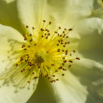 <em>Rosa</em> 'Noason' 'Celina' 26/07/2016