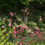 <em>Rosa</em> 'Pierre De Ronsard' 'Meiviolin' 04/06/2021