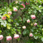 <em>Rosa</em> 'Pierre De Ronsard' 'Meiviolin' 10/05/2011