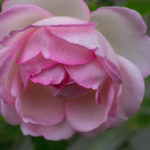 <em>Rosa</em> 'Pierre De Ronsard' 'Meiviolin' 13/09/2014