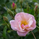 <em>Rosa</em> Sourire d’orchidée 24/05/2019