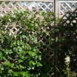 <em>Rosa</em> The Generous Gardener 11/05/2026