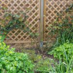 <em>Rosa</em> The Generous Gardener 12/04/2025