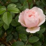 <em>Rosa</em> The Generous Gardener 23/05/2025