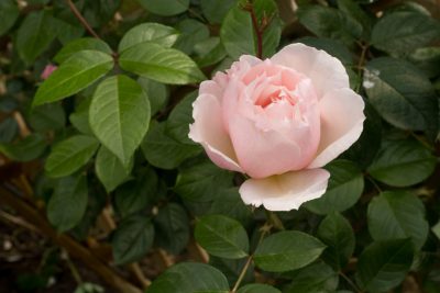 Rose épanouie