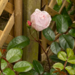 <em>Rosa</em> The Generous Gardener 25/05/2024