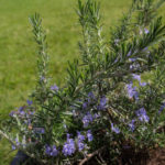 In flower when planted