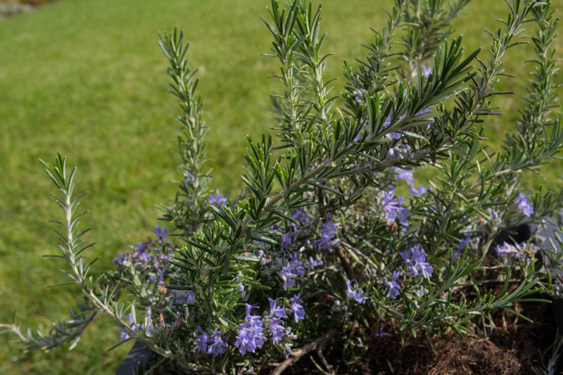 In flower when planted