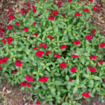 <em>Salvia</em> ??? 22/07/2024