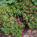 <em>Salvia</em> ??? 26/05/2025