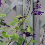 <em>Salvia</em> 'Amistad' 10/01/2016