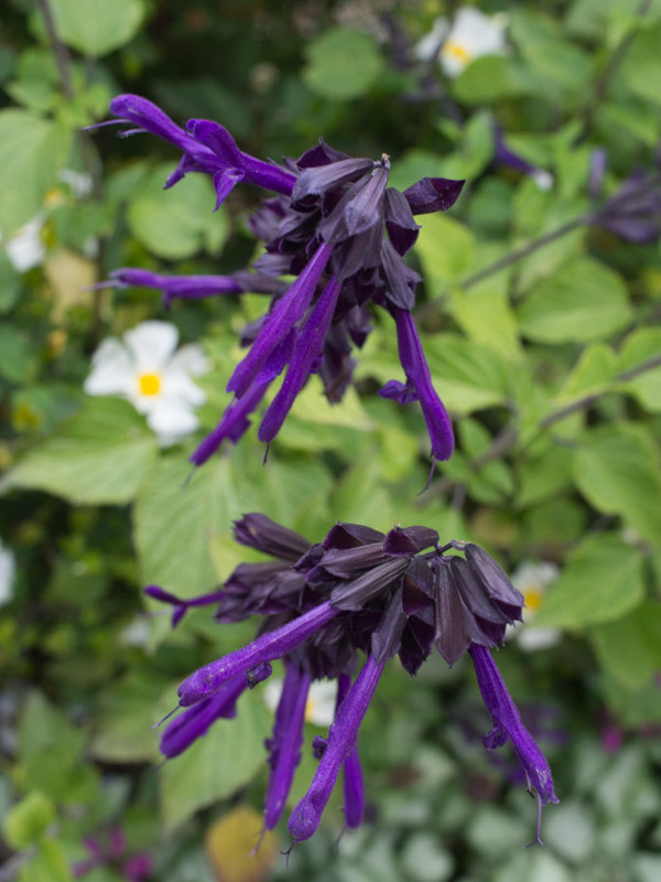 Inflorescences