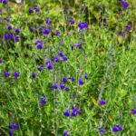 <em>Salvia greggii</em> 'Blue Note' 01/08/2021