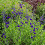 <em>Salvia greggii</em> 'Blue Note' 04/06/2021