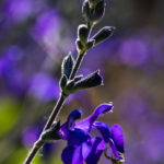 <em>Salvia greggii</em> 'Blue Note' 04/06/2023
