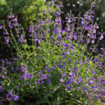 <em>Salvia greggii</em> 'Blue Note' 17/09/2020