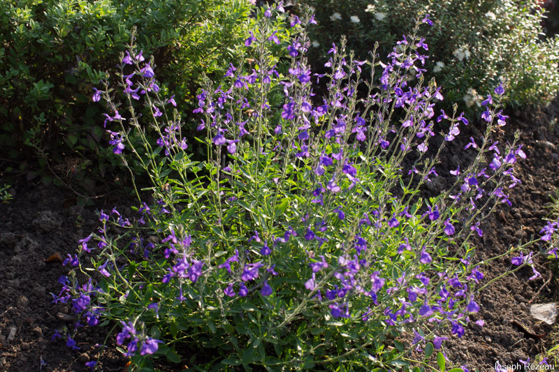 Pépinière Fleurs et Senteurs