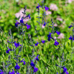 <em>Salvia greggii</em> 'Blue Note' 24/05/2022