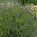 <em>Salvia greggii</em> 'Blue Note' 28/05/2025