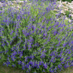 Pleine floraison fin mai 2026