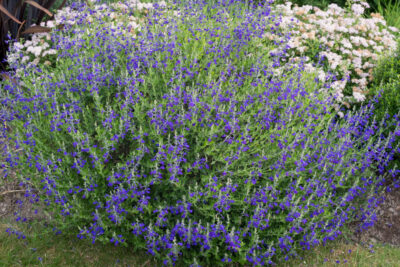 Pleine floraison fin mai 2026