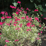 <em>Salvia greggii</em> 'Caramba' 08/09/2018