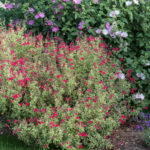 <em>Salvia greggii</em> 'Caramba' 18/06/2022