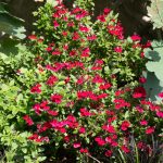 <em>Salvia greggii</em> 'Mirage Cherry Red' 03/08/2025