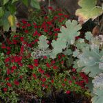 <em>Salvia greggii</em> 'Mirage Cherry Red' 23/10/2025