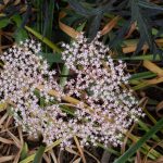 <em>Sambucus nigra</em> black lace 13/05/2025