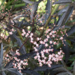 <em>Sambucus nigra</em> black lace 19/05/2023