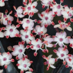 <em>Sambucus nigra</em> black lace 20/05/2023